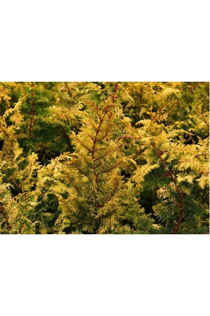 Ближній план золотистої хвої кипарисовика Тетрагона Ауреа.